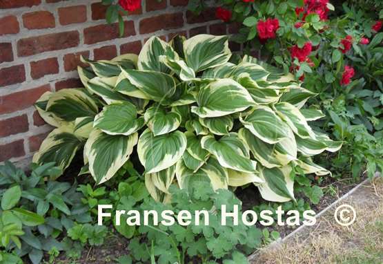 Hosta ventricosa 'Aureomarginata'